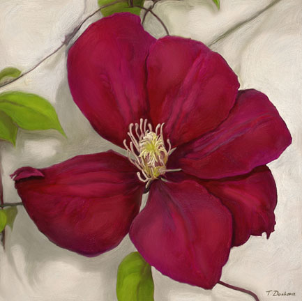 Clematis